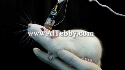 دواء drug علماء يمحون ذاكرة محددة للفئران ثم يعيدونها ثانية