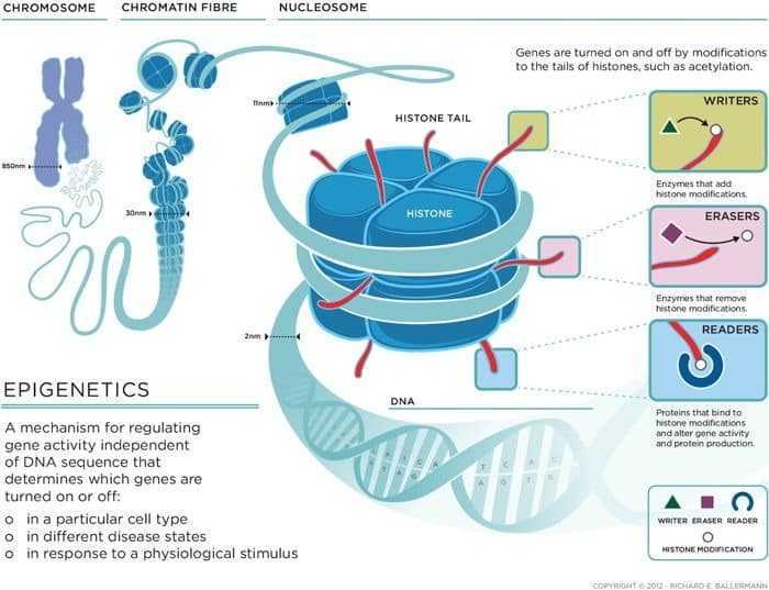علم ما فوق الوراثة Epigenetics