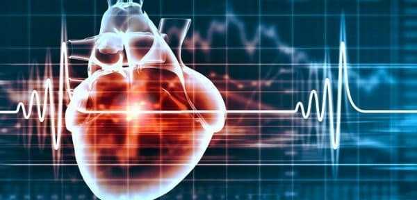 دراسة قلب الجنين يدق للمرة الأولى بعد 16 يوما من حدوث الحمل heart and cardiogram
