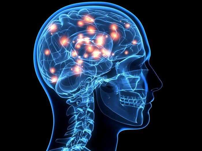 هل الدِّماغ مُنظَّم حسب وظائفه أم حسب أجزاء الجسم؟