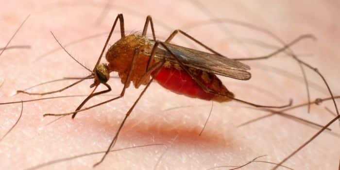 الصحة العالمية توفير أول لقاح للملاريا العام القادم
