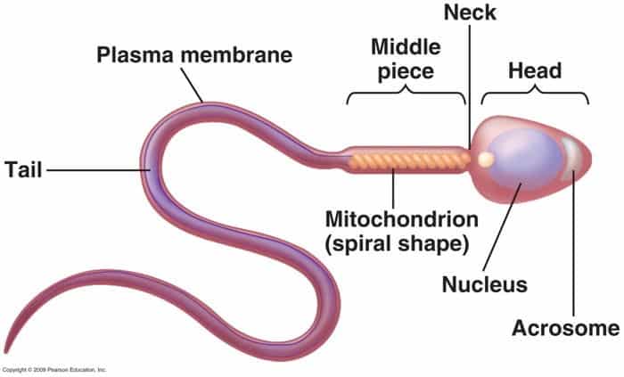 شكل الحيوانات المنوية -  Sperm morphology