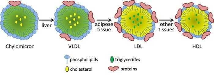 تحليل البروتينات الدهنية –lipoprotein