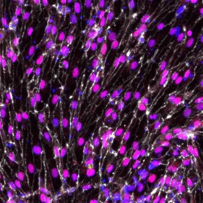 العلماء يخطون خطوة كبيرة نحو تخليق شرايين وظيفية باستخدام الخلايا الجذعية