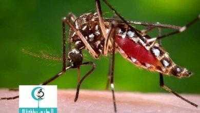 منظمة الصحة العالمية تحزر من انتشار فيروس يحتمل انه يتلف أدمغة الأجنة