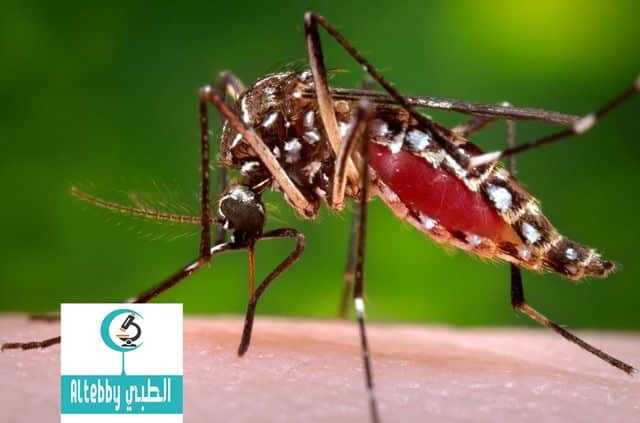 منظمة الصحة العالمية تحزر من انتشار فيروس يحتمل انه يتلف أدمغة الأجنة منظمة الصحة العالمية تحزر من انتشار فيروس يحتمل انه يتلف أدمغة الأجنة