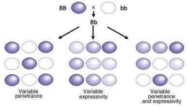 الطفرات الموروثة والسرطان الوراثي