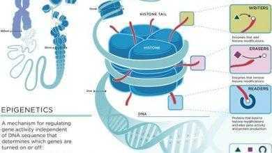 علم ما فوق الوراثة Epigenetics