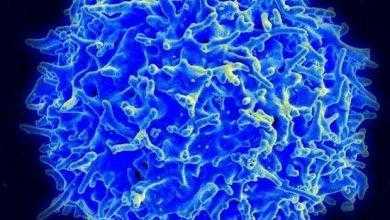 الأونكوجين مورث التسرطن Oncogene