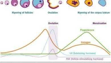 ما علامات حدوث التبويض عند المرأة؟