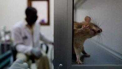 دراسة: الحشيش يدفع إلي الكسل وصعوبة اتخاذ القرارات