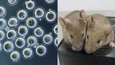 أمل جديد لمرضى العقم.. ولادة فئران بصحة جيدة من بويضات اصطناعية