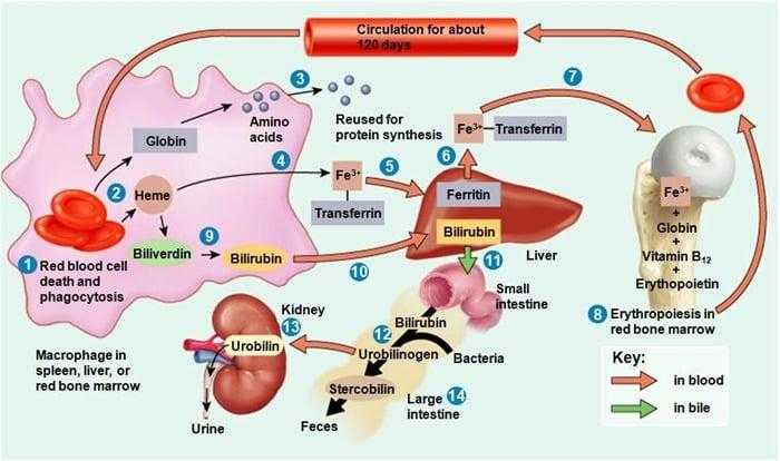 البيليروبين البيليروبين
