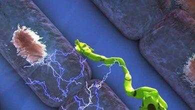 الخلايا المناعية تلعب دورا مفاجئا في نبض القلب المستقر !