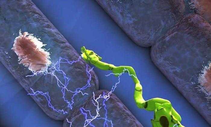 الخلايا المناعية تلعب دورا مفاجئا في نبض القلب المستقر ! الخلايا المناعية تلعب دورا مفاجئا في نبض القلب المستقر !