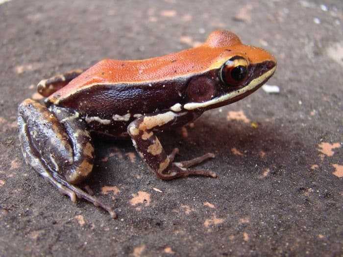 دراسة حديثة المخاط على جلد الضفدع الغروي قد يساعد على مكافحة الأنفلونزا! دراسة حديثة المخاط على جلد الضفدع الغروي قد يساعد على مكافحة الأنفلونزا!