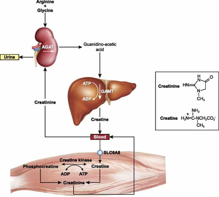 قياس الكرياتينين – Creatinine
