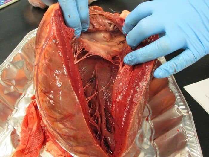 العلماء يكتشفون مادة تساعد خلايا القلب على تجديد نفسها العلماء يكتشفون مادة تساعد خلايا القلب على تجديد نفسها