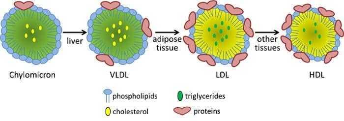 تحليل البروتينات الدهنية –lipoprotein تحليل البروتينات الدهنية –lipoprotein