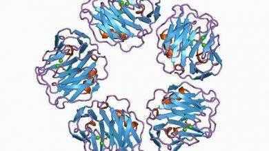 تحليل - C-reactive protein - CRP