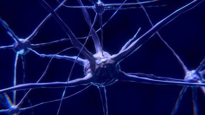 اكتشاف أنواع جديدة من الخلايا العصبية في الدماغ البشري