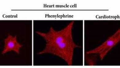 هل يمكن خداع القلب بأنك تمارس الرياضة، وأنت في سريرك؟
