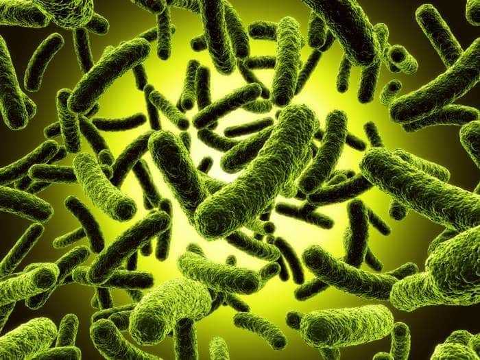 هل التعرض للميكروبات والعدوى يختلف إذا ما حدث نهارا عنه ليلا ؟! هل التعرض للميكروبات والعدوى يختلف إذا ما حدث نهارا عنه ليلا ؟!