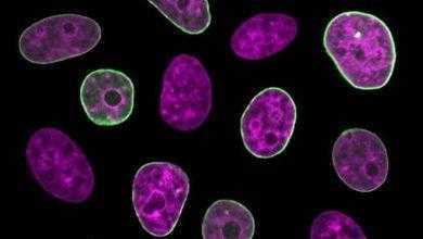 العلماء يتمكنون من اكتشاف "الساعة الداخلية" للخلايا وتحديد أعمارها