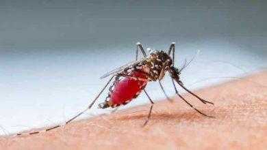 حمى الضنك Dengue fever