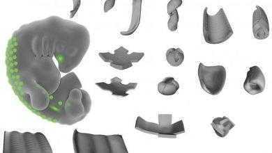 جديدة لإنتاج الأنسجة الحية ثلاثية الأبعاد باستخدام مبادئ الهندسة الحيوية