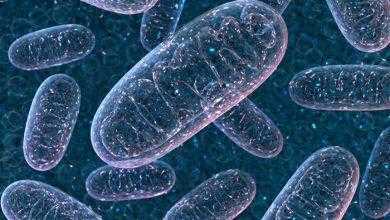 دراسة تثبت دور الصيام المتقطع في تحسين الحالة الصحية وإطالة العمر