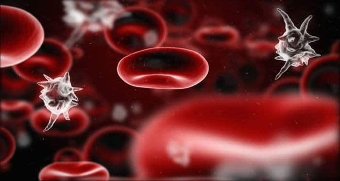 اكتشاف دور غير مُتوقع للصفائح الدموية في المناعة