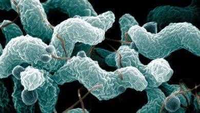 سلالة جديدة من التيفوئيد Typhoid المقاوم للمضادات الحيوية