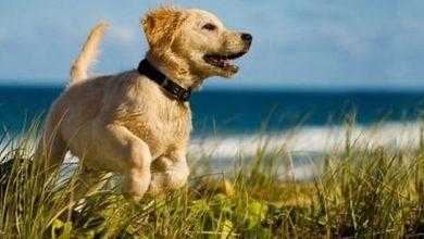 مفصل الفخذ لسيدة بسبب خدش بسيط من حيوانها الأليف