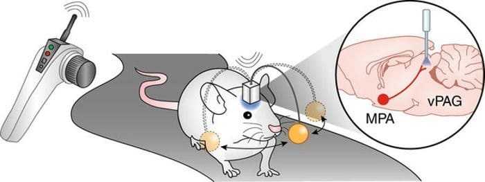 علماء يتمكنون من السيطرة على أدمغة الفئران