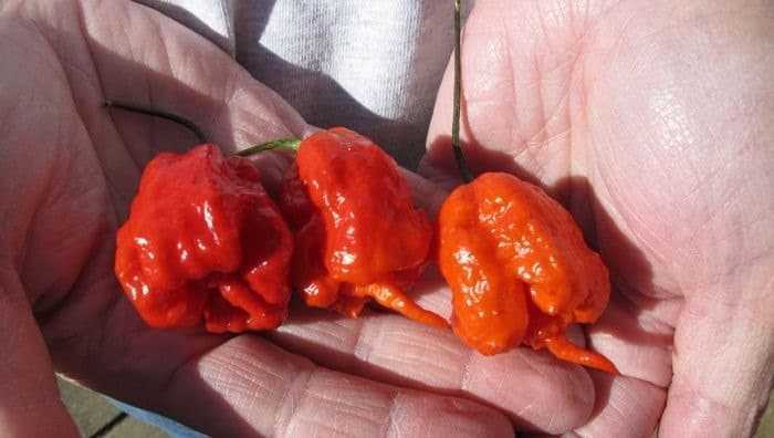 ماذا يحدث عند تناول الفلفل الأكثر حرارة في العالم؟ .. إليك القصة ماذا يحدث عند تناول الفلفل الأكثر حرارة في العالم؟ .. إليك القصة