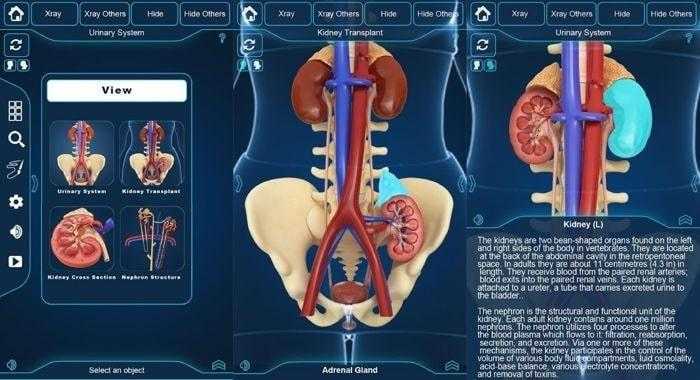 برنامج التركيب التشريحي للجهاز البولي - My Urinary System