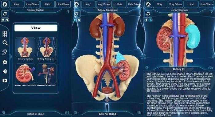 برنامج التركيب التشريحي للجهاز البولي - My Urinary System برنامج التركيب التشريحي للجهاز البولي - My Urinary System