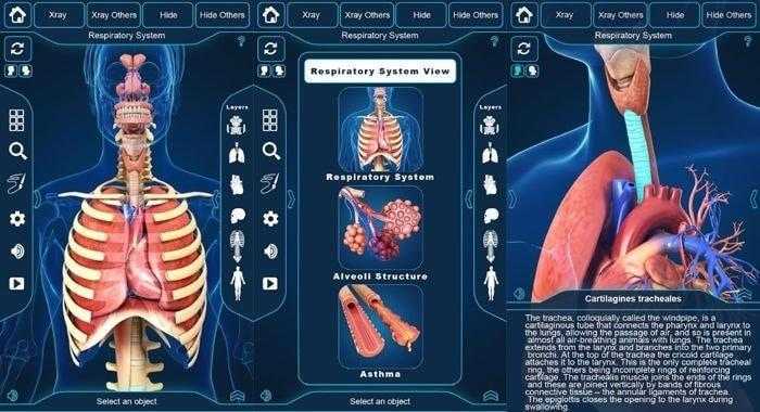برنامج التركيب التشريحي للجهاز التنفسي - My Respiratory System Anatomy