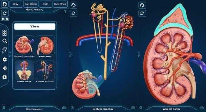 برنامج التركيب التشريحي للكلى - Kidney Anatomy برنامج التركيب التشريحي للكلى - Kidney Anatomy