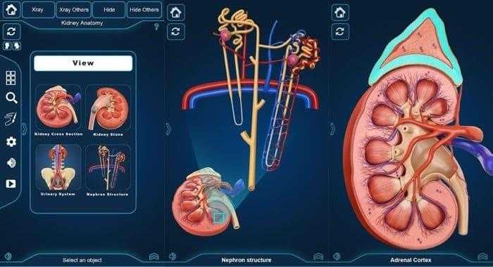 برنامج التركيب التشريحي للكلى - Kidney Anatomy
