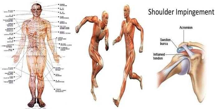 برنامج علم الحركة في الإنسان - Kinesiology-01 برنامج علم الحركة في الإنسان - Kinesiology-01