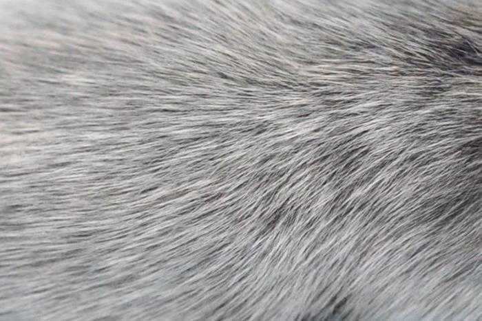 دراسة جديدة تربط بين نشاط الجهاز المناعي وشيب الشعر