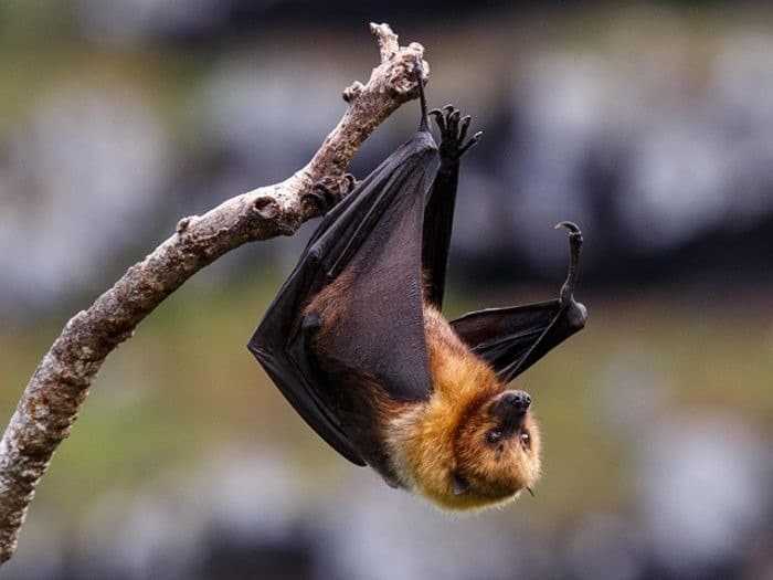 فيروس نادر شديد الخطورة يتفشى في الهند فيروس نادر شديد الخطورة يتفشى في الهند