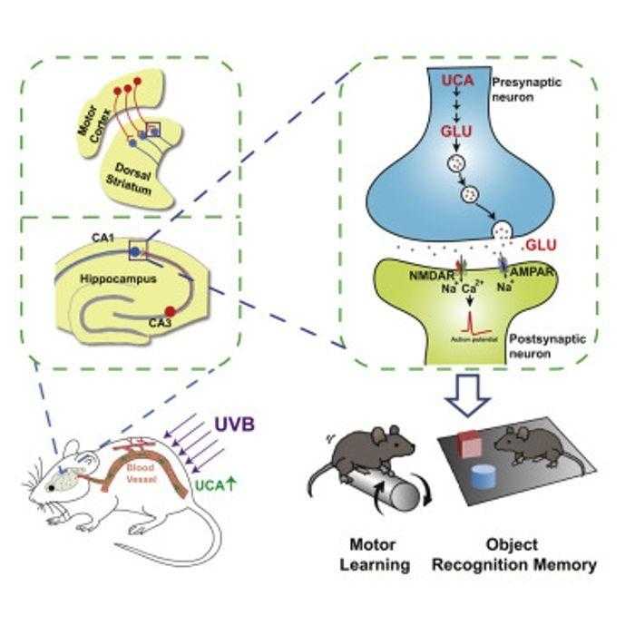 باحثون يكتشفون الدور الذي تلعبه أشعة الشمس في تحسين الذاكرة والقدرة على التعلم