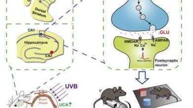 aedd aedd باحثون يكتشفون الدور الذي تلعبه أشعة الشمس في تحسين الذاكرة والقدرة على التعلم