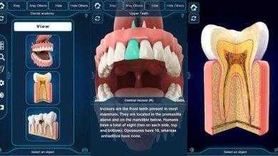 التركيب التشريحي للأسنان My Dental Anatomy