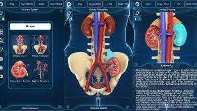 التركيب التشريحي للجهاز البولي My Urinary System