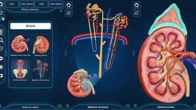 التركيب التشريحي للكلى Kidney Anatomy