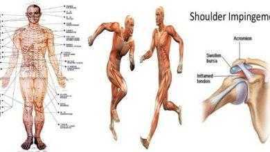 علم الحركة في الإنسان Kinesiology